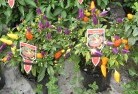 Gainsboroughplants-30.jpg; ?>