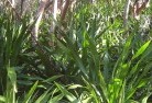Gainsboroughplants-40.jpg; ?>