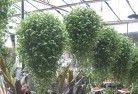 Gainsboroughplants-62.jpg; ?>