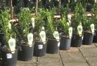 Gainsboroughplants-66.jpg; ?>