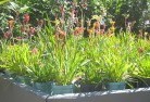 Gainsboroughplants-71.jpg; ?>