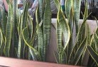 Gainsboroughplants-8.jpg; ?>